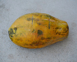 Carica papaya - Maridol Papaya Seeds