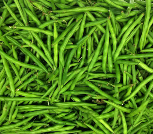 Blue Lake Bush 274 Bean Seeds