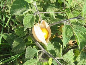 Physalis pruinosa - Ground Cherry Seeds