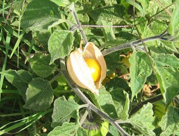 Physalis pruinosa - Ground Cherry Seeds