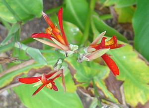Canna generalis - Red Canna Seeds