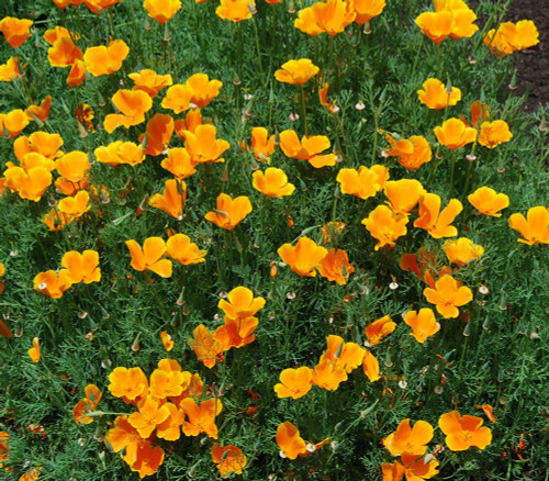 Eschscholzia californica - California Poppy Seeds Eschscholzia californica - California Poppy Seeds