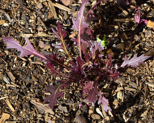 Mizuna, Purple Seeds Mizuna, Purple Seeds