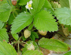 Fragaria vesca - Alpine Strawberry Seeds