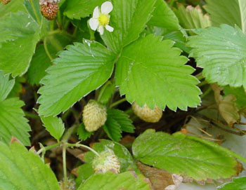 Fragaria vesca - Alpine Strawberry Seeds