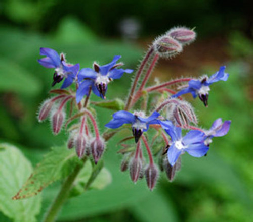 Borago officinalis - Borage Seeds