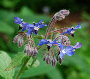 Borago officinalis - Borage Seeds