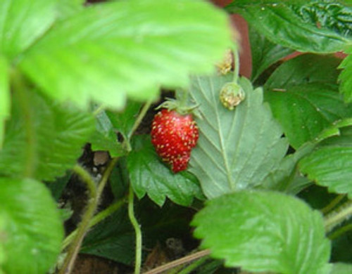 Fragaria vesca - Alexandria Alpine Strawberry Seeds Fragaria vesca - Alexandria Alpine Strawberry Seeds