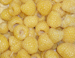 Rubus idaeus - Golden Raspberry Seeds
