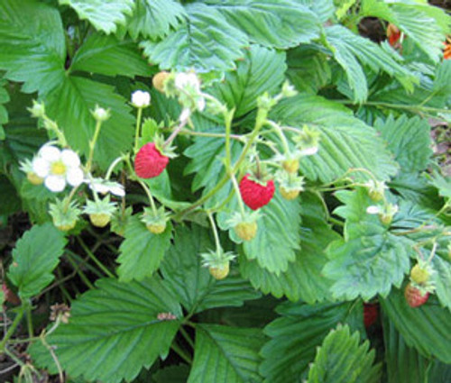 Fragaria vesca - Reugen Alpine Strawberry Seeds Fragaria vesca - Reugen Alpine Strawberry Seeds