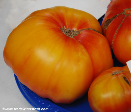 Virginia Sweets Tomato Seeds