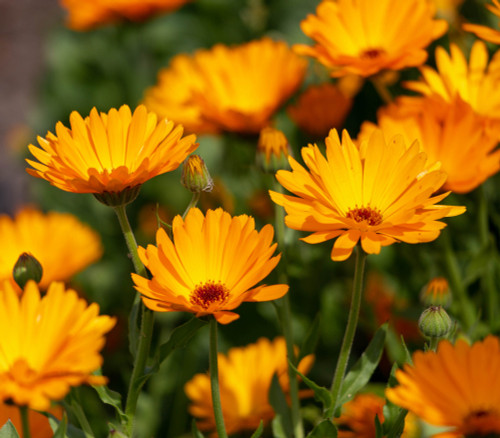 Calendula officinalis - Pot Marigold Seeds