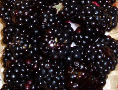 Rubus ursinus - Blackberry