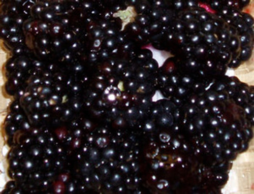 Rubus ursinus - Blackberry Seeds Rubus ursinus - Blackberry Seeds