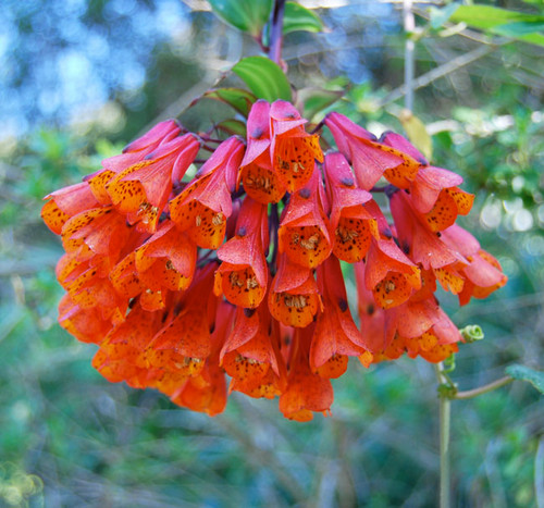 Bomarea sp. - Bomarea Seeds