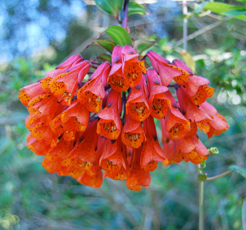 Bomarea sp. - Bomarea Seeds