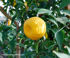 Citrus junos - Yuzu - Seeds