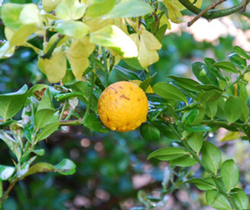 Poncirus trifoliata - Flying Dragon Trifolate Orange Seeds Poncirus trifoliata - Flying Dragon Trifolate Orange Seeds