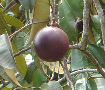 Chrysophyllum cainito - Purple Star Apple Seeds