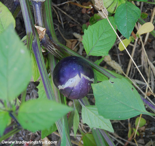 Physalis ixocarpa - Purple Tomatillo Seeds