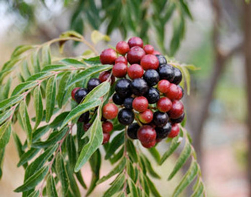 Murraya koenegii - Curry Seeds