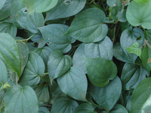 Piper nigrum - Pepper Seeds