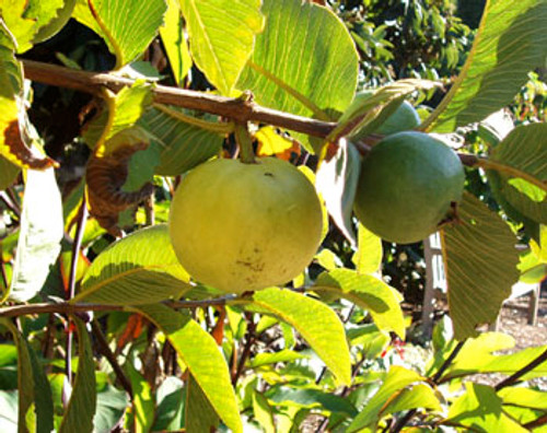 Psidium guajava - Ruby Supreme Guava Seeds