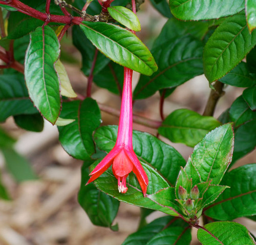 Fuchsia denticulata - Fanfare Fuchsia - Seeds Seeds