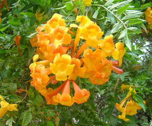 Tecoma fulva - Orange Trumpet Bush Seeds