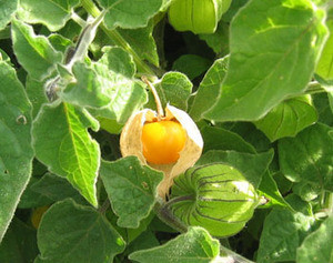 Physalis pubescens - Pineapple Ground Cherry Seeds