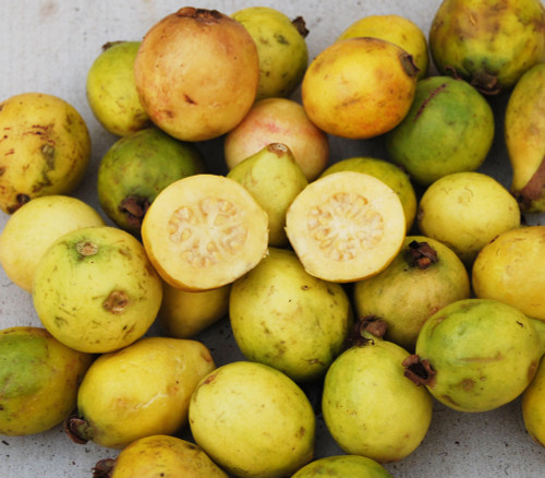 Psidium guajava - Mexican Cream Guava Seeds
