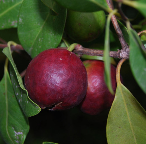 Psidium sp. - Red Guava Seeds Psidium sp. - Red Guava Seeds