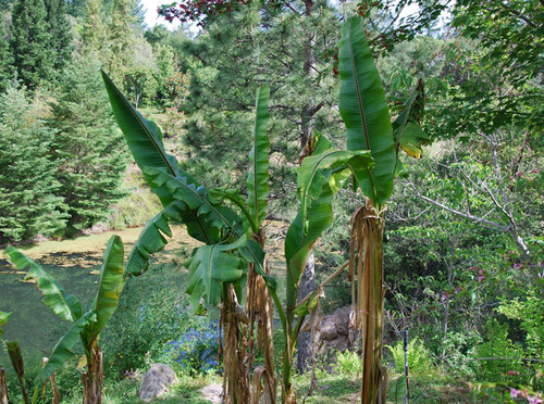 Musa sikkimensis - Darjeeling Banana Seeds