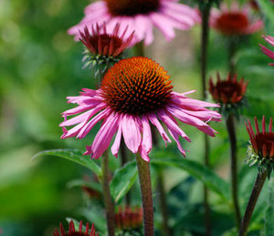 Echinacea purpurea - Echinacea Seeds