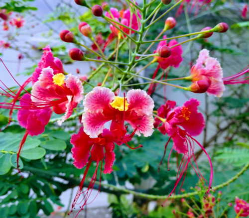 Caesalpinia pulcherrima - Pink Dwarf Poinciana Seeds Caesalpinia pulcherrima - Pink Dwarf Poinciana Seeds