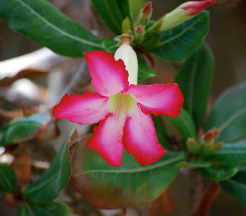 Adenium obesum - Desert Rose Seeds