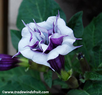 Datura metel - Double Purple Datura Seeds