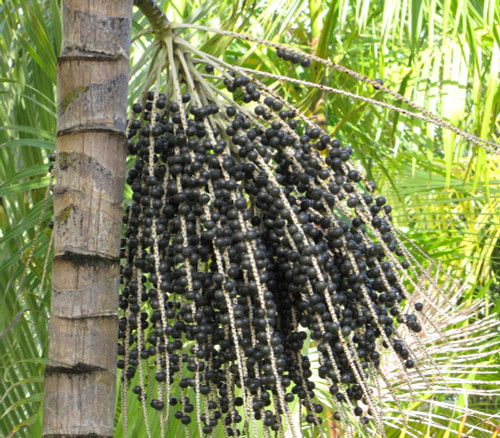 Euterpe oleracea - Acai Palm Seeds Euterpe oleracea - Acai Palm Seeds
