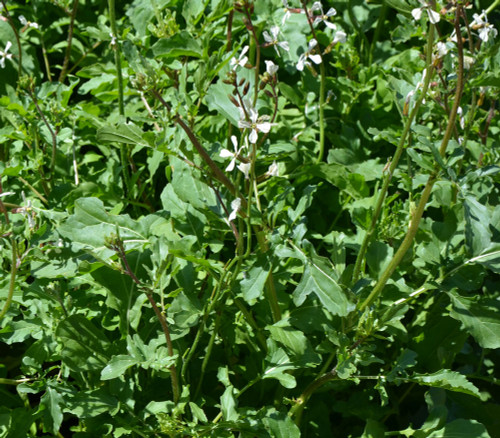 Eruca sativa - Arugula Seeds