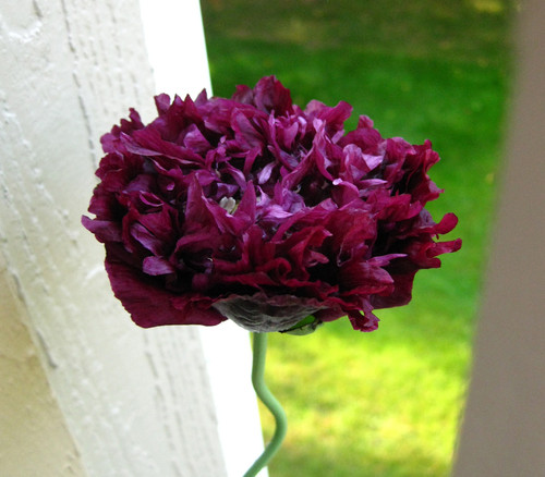 Papaver paeoniflorum - Black Peony Poppy Seeds
