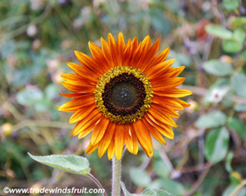 Helianthus annuus - Autumn Beauty Sunflower