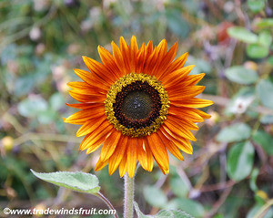 Helianthus annuus - Autumn Beauty Sunflower Seeds
