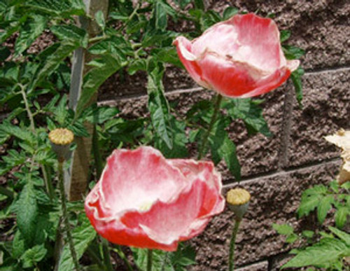 Papaver rhoeas - Falling in Love Poppy Seeds Papaver rhoeas - Falling in Love Poppy Seeds