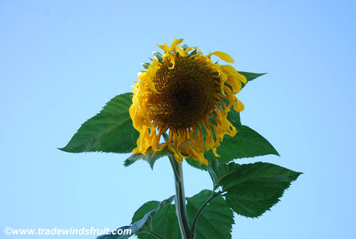 Helianthus annuus - Giant Mongolian Sunflower Seeds