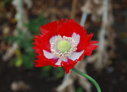 Papaver s. - Danebrog Poppy Seeds Papaver s. - Danebrog Poppy Seeds