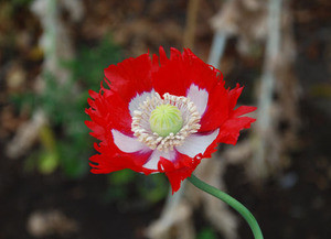 Papaver s. - Danebrog Poppy Seeds