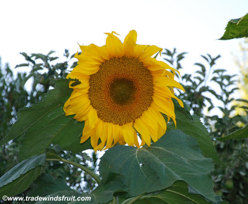 Helianthus annuus - Titan Sunflower