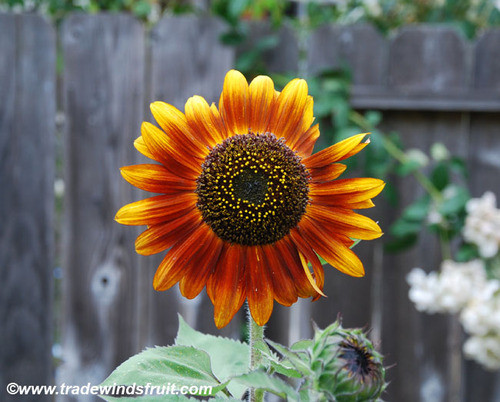 Helianthus annuus - Velvet Queen Sunflower Seeds