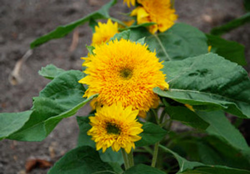 Helianthus annuus - Teddy Bear Sunflower Seeds Helianthus annuus - Teddy Bear Sunflower Seeds