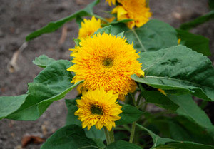 Helianthus annuus - Teddy Bear Sunflower Seeds